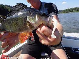 Das ufer des stausees ist fast gänzlich unverbaut, sodass die natur ihren freien lauf nehmen konnte und besucher des sees ordentlich abwechslung geboten wird. Megabite 2016 Am Stausee Ottenstein Predator Fishing