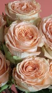 10/100pcs bulk artificial silk rose flower heads wedding diy bouquet decor craft. Coral Roses Wholesale Roses Rose Coral Roses