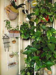 How To Grow Money Plant Indoors Gardening Clan Indoor Plants Plants Plant Decor