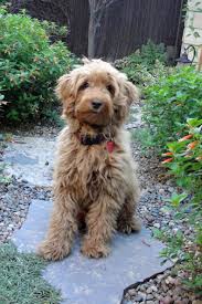 We believe the key to a developing a healthy, rewarding relationship, lies in starting your puppy correctly. Thistle Hank Puppy From Beau Monde Labradoodles In California