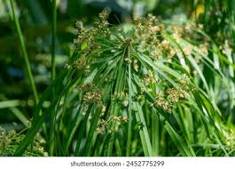Image result for Cyperus tenuiculmis