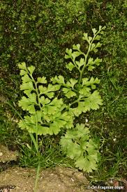 Image result for Anogramma