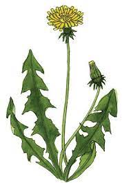 Wildcrafting 3 Dandelions Curly Dock Jewelweed Making Flower Essences Dandelion Coffee Coffee Recipes Dandelion Recipes