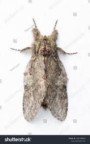 Image result for Peridea anceps