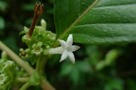 Image result for Sabicea venosa