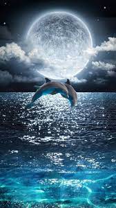 Download Dolphins Jumping Wallpaper By Lauralaura4455 47 Free On Zedge Now Browse Mi Beautiful Nature Pictures Nature Photography Beautiful Nature Scenes