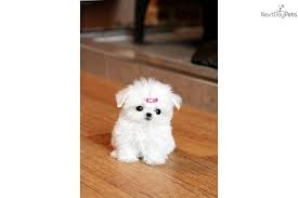 Black And White Coton De Tulear Puppies For Sale Puppy World Teacup Maltese Puppy Pictures Cute Teacup Puppies Teacup Puppies Teacup Puppies Maltese