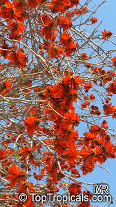 Image result for Erythrina lysistemon
