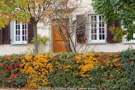 Image result for Pyracantha coccinea golden charmer