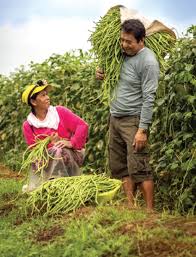 Plant pole bean seeds about 1 inch deep and 3 inches apart. A Win With Yard Long Bean Agriculture Monthly