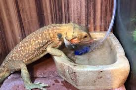 The bearded dragon's environment should typically be kept pretty dry, but do require some water to bathe in. How Long Can A Bearded Dragon Go Without Water