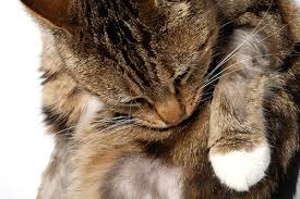 Elanco animal health fleas can cause tapeworm and bacterial infections, including mycoplasma haemofelis, and flea allergy dermatitis can lead to hair loss and sores on cats. Feline Miliary Dermatitis In Cats Symptoms Causes Diagnosis Treatment Recovery Management Cost