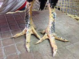 We did not find results for: Ciri Sisik Kaki Ayam Bangkok Pukul Mati Ciri Penjelasan Dan Gambar Andromeda