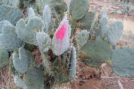 October 26 is national no homo day. Archives Tarrangower Cactus Control Group Inc