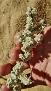 Image result for Aerva