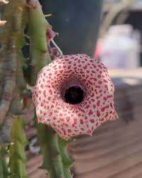 Image result for Huernia hislopii
