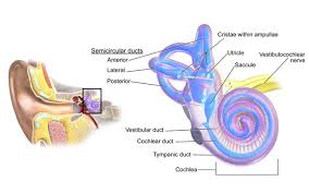 Learn vocabulary, terms and more with flashcards abnormal connection between perilymphatic spaces (in inner ear) with middle ear from rupture of. Bjorn S Blog Benign Paroxysmal Positional Vertigo