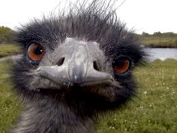 Résultat de recherche d'images pour "emu"
