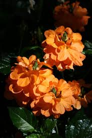 Image result for Crossandra pyrophila