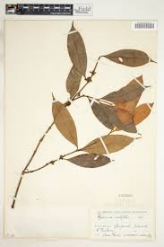 Image result for Harungana montana