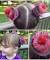 Unicorn Cupcake Hair