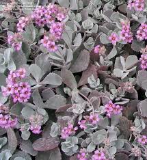 Plantfiles Pictures Flower Dust Plant Kalanchoe Pumila 8 By Mgarr Plants Succulents Hydrangea Bloom
