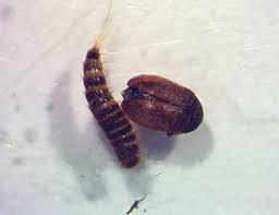 What do carpet beetle larvae look like? Carpet Beetles Facts Identification Control Prevention