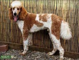 We did not find results for: Stud Dog Red Parti Standard Poodle Breed Your Dog
