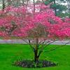 You'll get the showy froth of spring blossoms, attractive foliage in summer, bright they usually bloom in march and april, and each flower has four large bracts that can be white or pink. 1