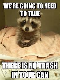 Image Result For Raccoon With Bandit Masks Meme Funny Animal Memes Baby Animals Funny Funny Animals