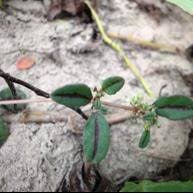 Image result for Gisekiaceae