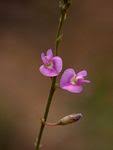 Image result for Tephrosia lupinifolia