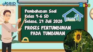 Proses hidup tumbuhan 4.2 kemandirian spesies tumbuhan. Cara Tumbuhan Paku Berkembang Biak Menggunakan Spora Materi Belajar Dari Rumah Tvri Semua Halaman Bobo