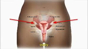 Female body parts in English