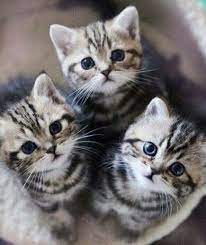 1 2 3 blink yavru kediler hayvanlar kedi