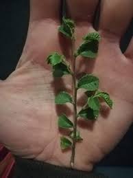 Image result for Turraea holstii