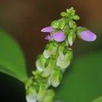 Image result for Polygala sphenoptera