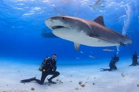 It can grow up to 18 feet (5.5 meters) in real life. Diving With Tiger Sharks In The Bahamas Wildlife Tours