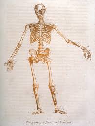 I seriously don't understand what to do. The Human Skeleton Date 1794 Drawing By Mary Evans Picture Library