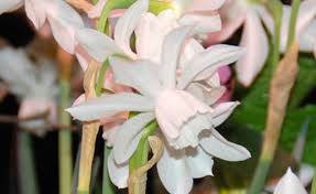 Maybe you would like to learn more about one of these? Spring In January Forcing Bulbs For A Stunning Winter Indoor Garden Harvesting History