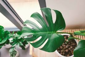 Maybe you would like to learn more about one of these? What S Wrong With My Monstera Monstera Leaf Troubleshooting