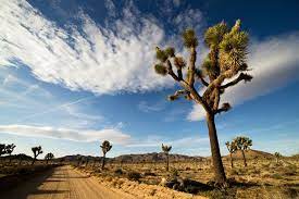 He commands obedience to the covenant, sends spies into the land, and brings the people of israel through the waters of the jordan river. Why It Takes So Long For Joshua Trees To Grow