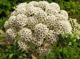 Image result for Wahlenbergia androsacea