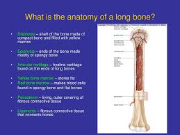 Check spelling or type a new query. What Is The Anatomy Of A Long Bone Ppt Download