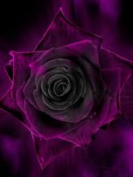 Black And Purple Roses Pin By Marsha Gulick On Flowers Purple Roses Beautiful Roses Amazing Flowers