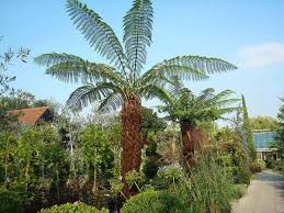 Ferns grow delicate curled leaves that unfurl into long, lacy fronds. Tree Ferns Winter Protection For Uk Climate Protecting Tree Ferns