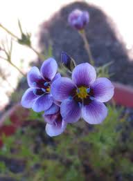 Image result for Galiniera