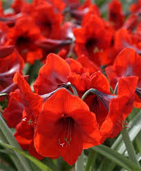 Gigantic Red Amaryllis 40 Cm Gigantic 40 Cm Amaryllis Bulbs Amaryllis Flower Bulb Index Bulb Flowers Amaryllis Bulbs Amaryllis