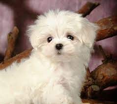 White Maltese Puppy Dogs Teacup Puppies Maltese Maltese Dogs Maltese Puppy
