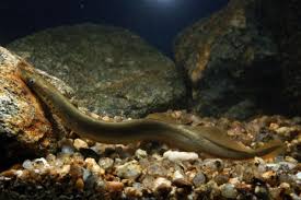 Find what you need at booking.com, the biggest travel site in the world. Hessenfischer Die Neunaugen Ein Portrait 2012 Wiley Analytical Science